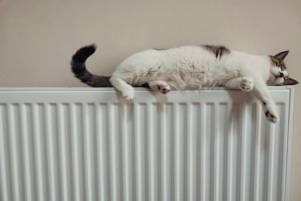gato encima de calefacción